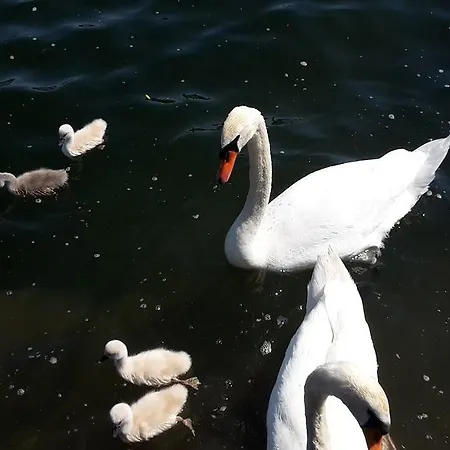 Apartment Fewo Direkt Am See - Malchow (Mecklenburg-Vorpommern)